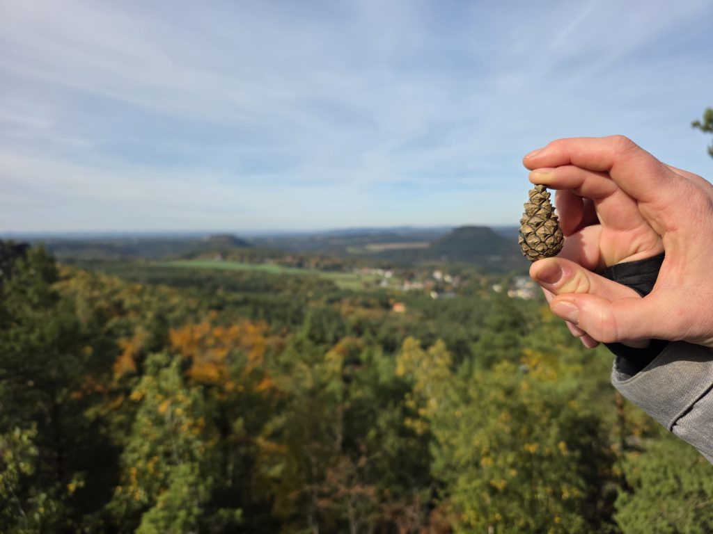 Zapfen vor grüner Naturkulisse Dresden
